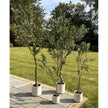 Apulia Olive Tree In White Pot 240Cm