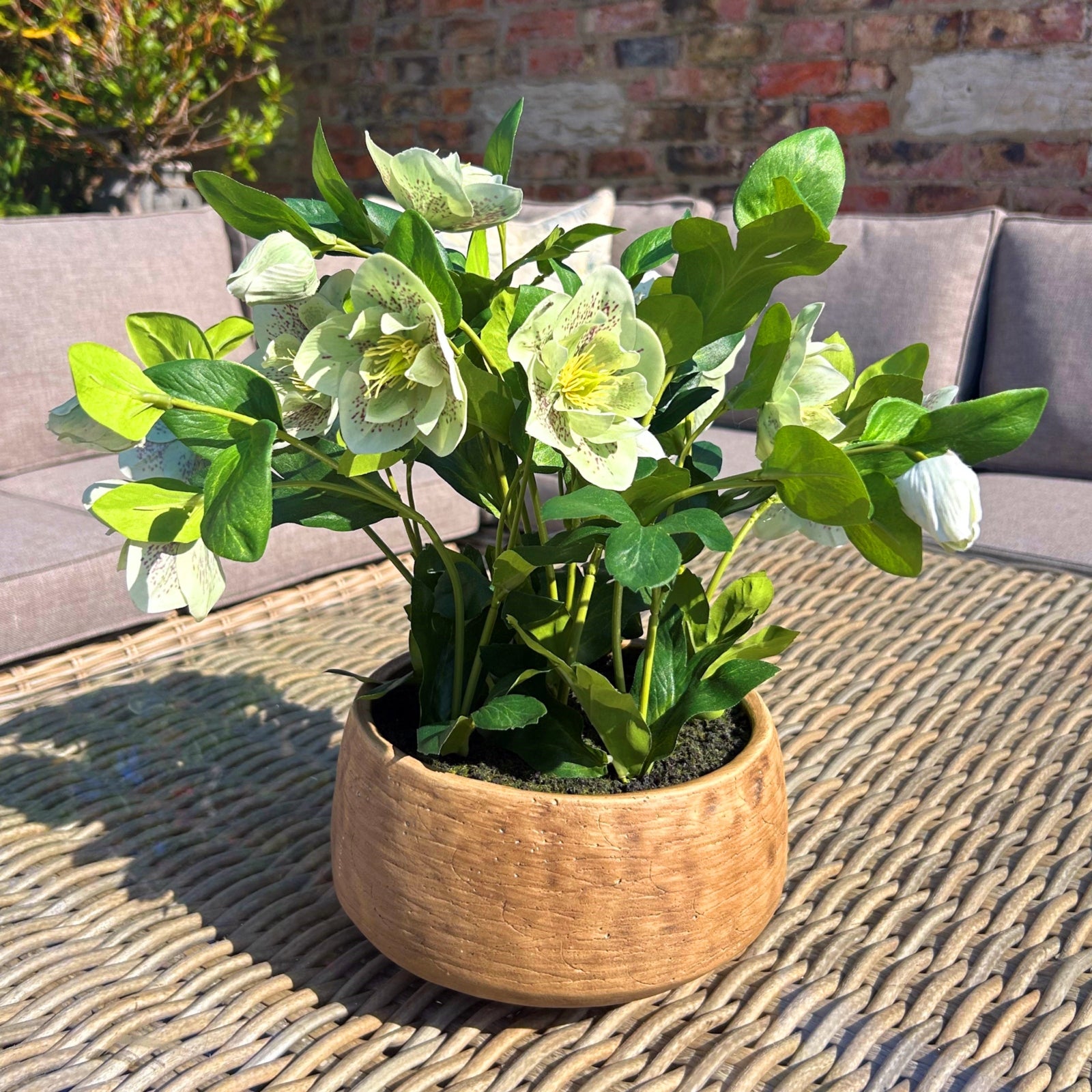 Green Hellebore Plant in Taupe Pot