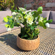 Green Hellebore Plant in Taupe Pot