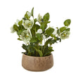 Green Hellebore Plant in Taupe Pot